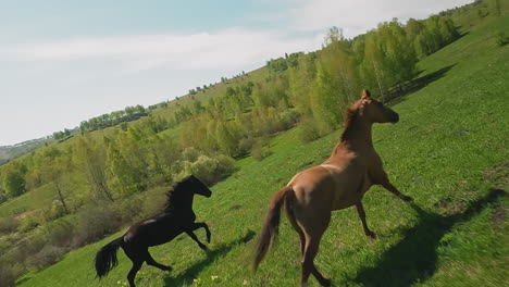 Graceful-eventoed-animals-couple-gallops-along-green-meadow