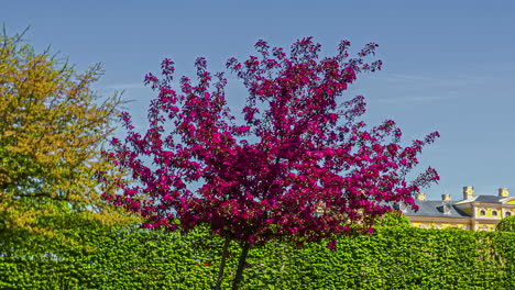 Tree-with-red-color-leaves-standing-in-local-garden,-time-lapse