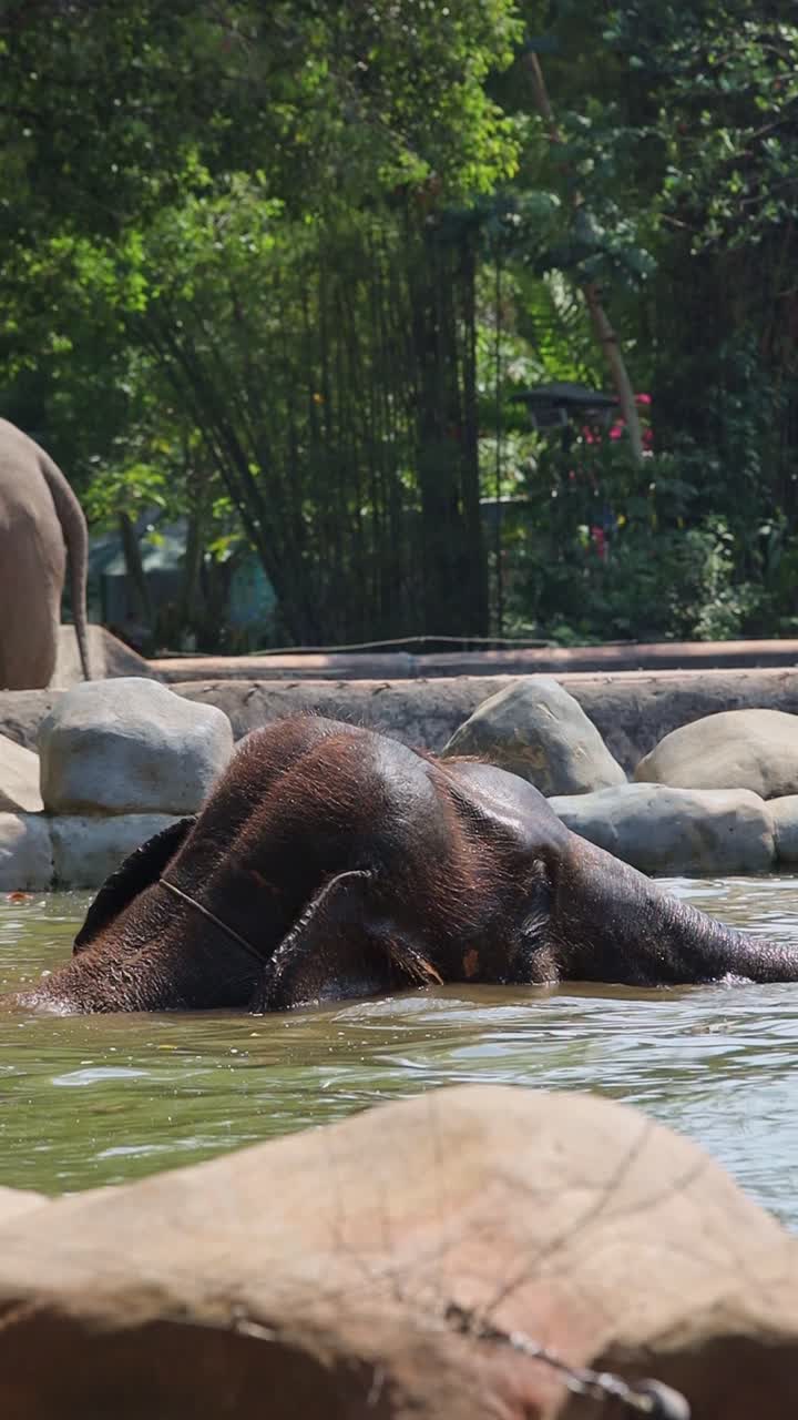 Elephant Bathing in a Zoo