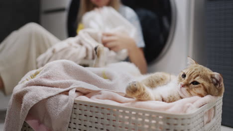 Un-Gato-Pelirrojo-Descansa-En-Un-Cesto-De-Ropa-Sucia,-Al-Fondo-La-Anfitriona-Está-Clasificando-La-Ropa-Para-Lavar