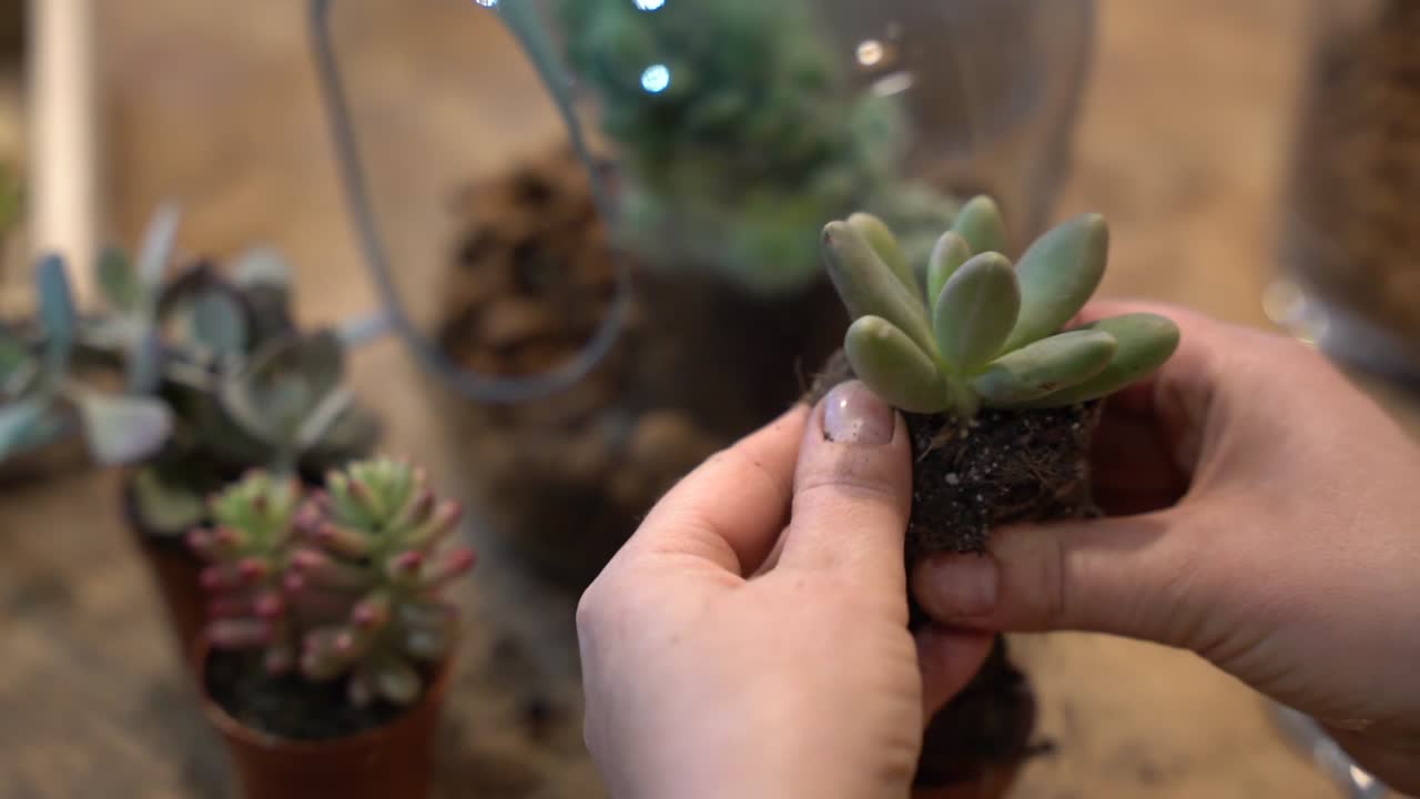 Planting Succulents in a Terrarium