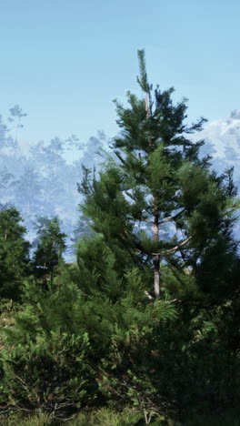 a tranquil pine forest with tall trees and fog