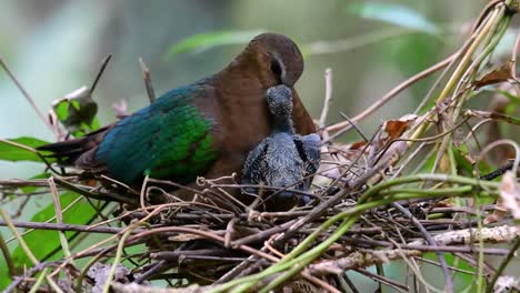 The-Common-Emerald-Dove-is-common-to-Asian-countries-and-it's-famous-for-its-beautiful-emerald-coloured-feathers