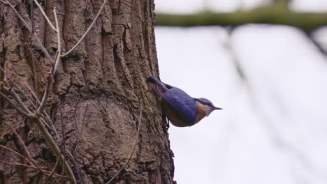 eurasian nuthatch perched upside down on tree looking for food