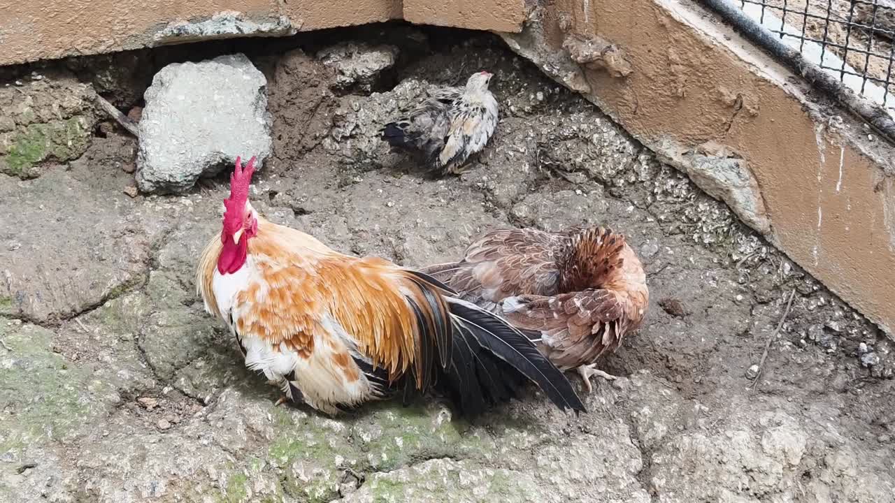 pollos en un recinto del zoológico