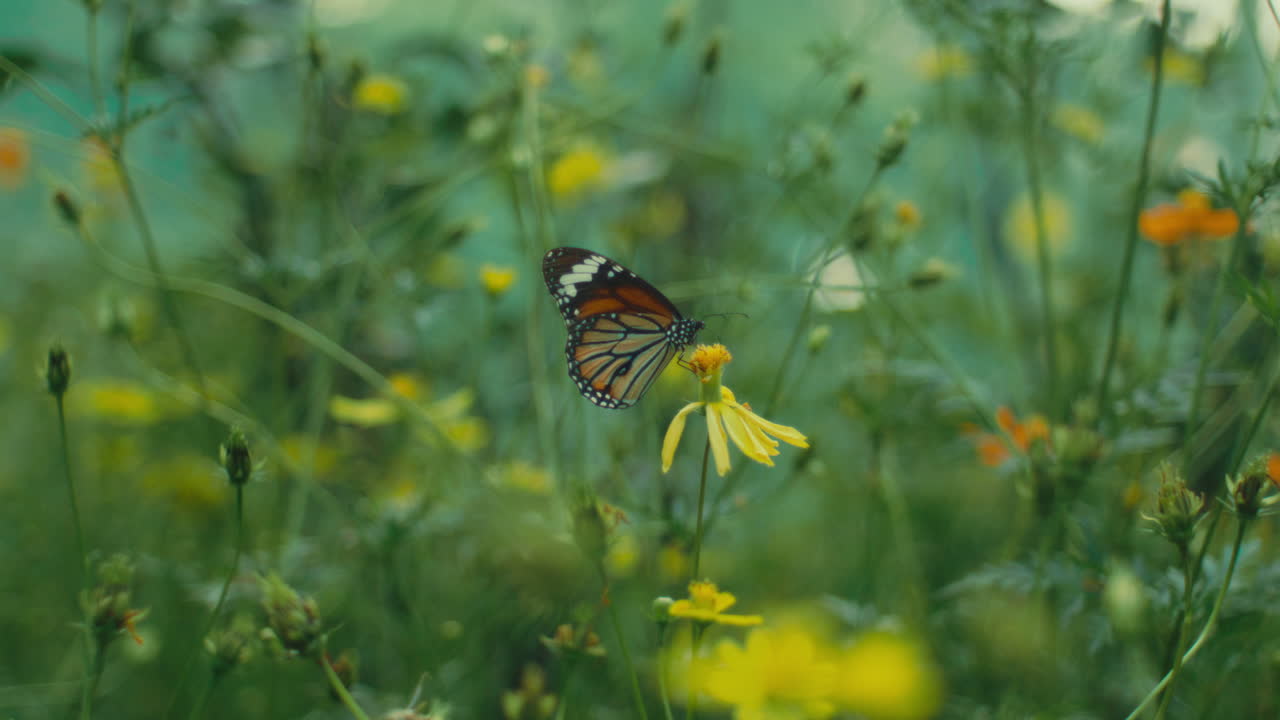 Una farfalla su un fiore giallo in un campo lussureggiante di fiori selvatici verdi e arancioni all'aperto.