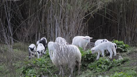 slow motion shot of cute flock of lambs playing and grazing near ewe outside in sardinia, italy