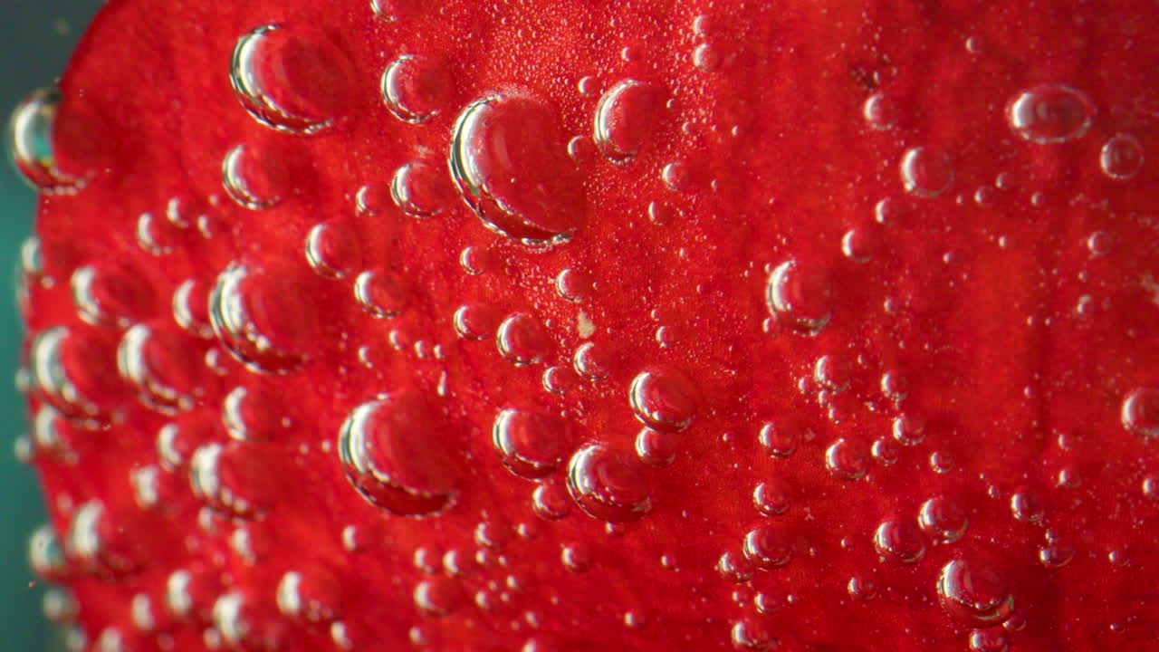 거품이 있는 은 장미 잎자루