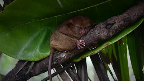 vista media de un tarsio envuelto en una rama de árbol de la selva tropical mirando fijamente