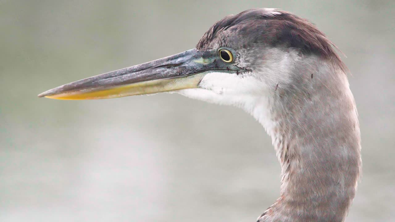 gran retrato de pájaro garza azul con mosquitos aterrizando en la cabeza de cerca