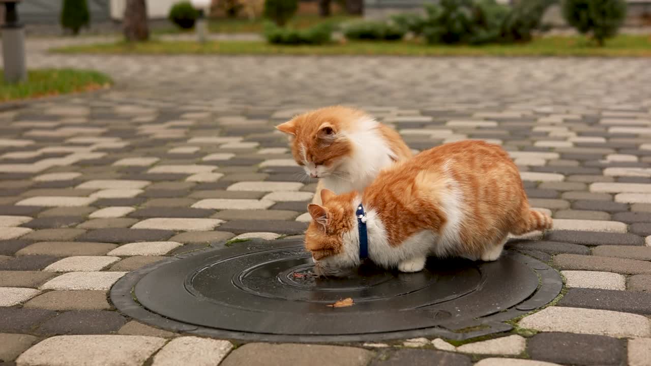 Two ginger cats walking on a cobblestone street