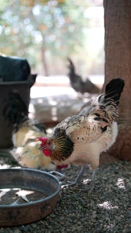 chickens eating