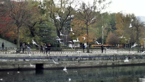 seagulls circling flying at autumn city park