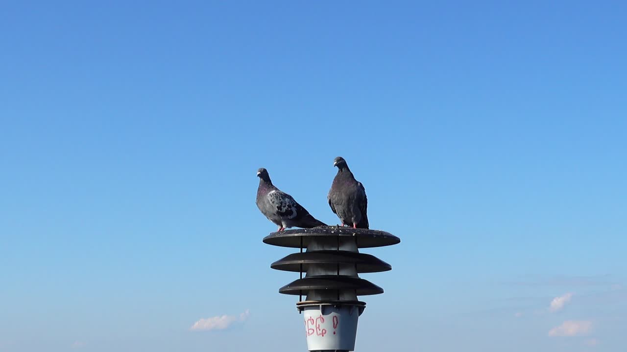Piccioni posati su un lampione con lo sfondo della città.