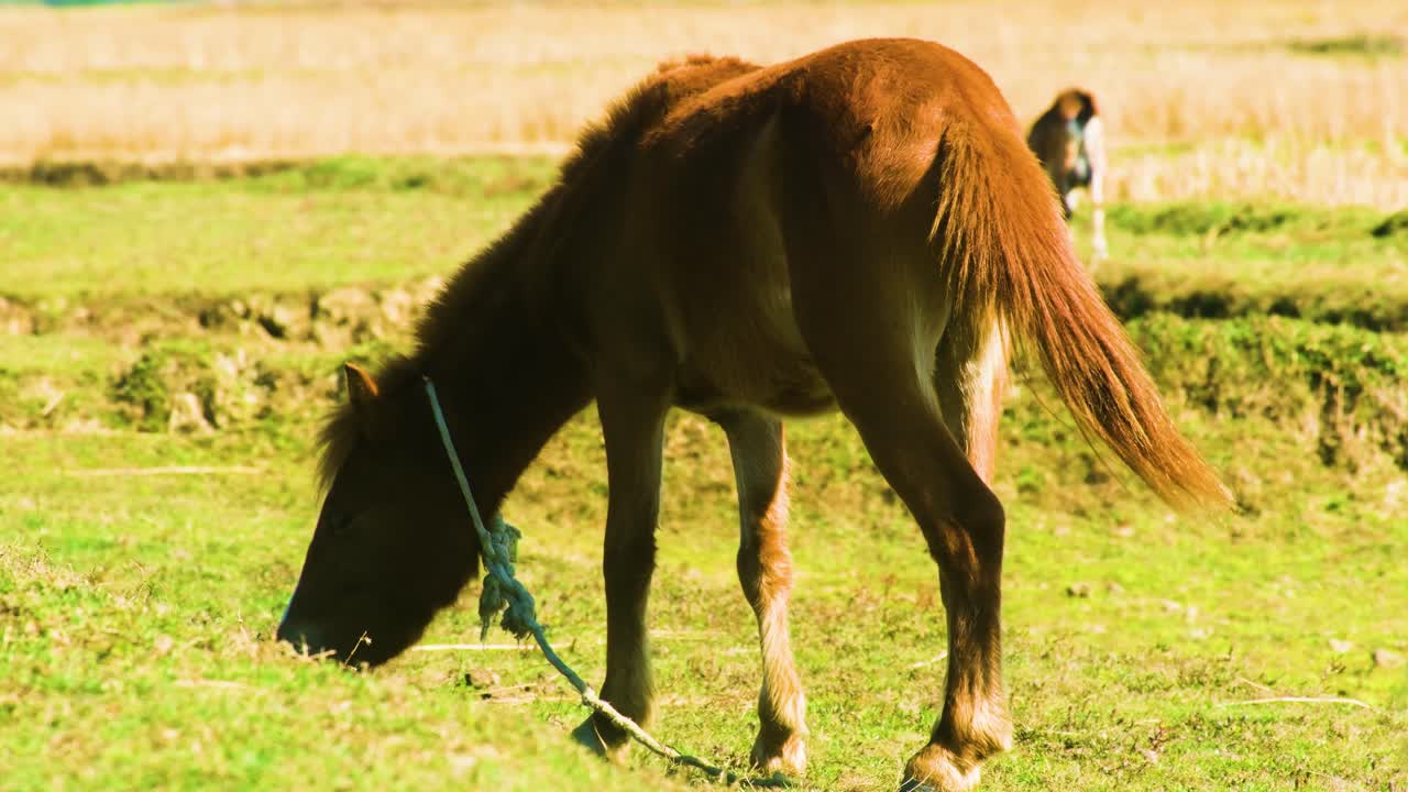 joven caballo doméstico marrón pastando en un campo soleado en bangladesh