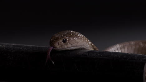 egyptian cobra slithers along pipe outdoors at night - deadly animals