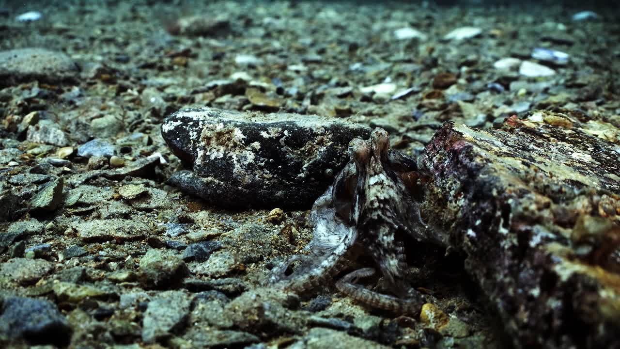 pulpo sur australia ataque cámara extraño comportamiento 4k cámara lenta