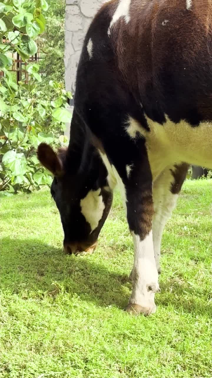 Beautiful pinto cow grazing peacefully in vertical shot, closeup
