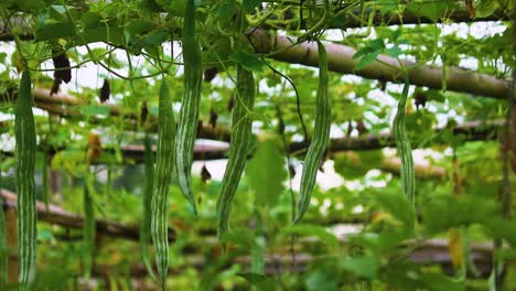 Schlangenkürbis-Hängt-An-Weinreben-In-Einem-Gemüsegarten-In-Bangladesch