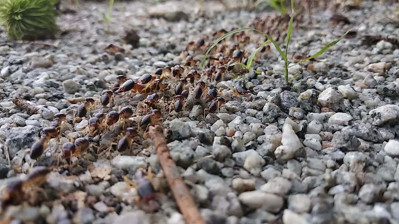 많은 붉은 흰개미 무리가 낮 동안 바위가 많은 지표면에서 움직이고 있습니다.
