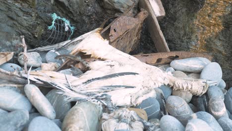 cormorán de pecho blanco muerto y en descomposición en la costa