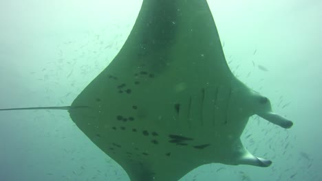 mantarraya nadando arriba en las aguas azules del océano índico