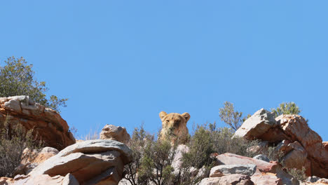 león sentado en una roca 4k