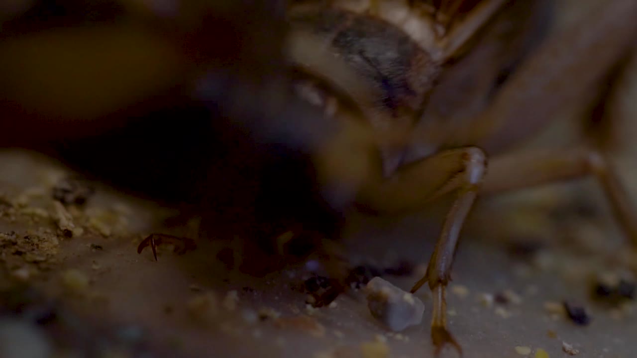 Close up video of a pair of crickets in a cricket farm in Cambodia