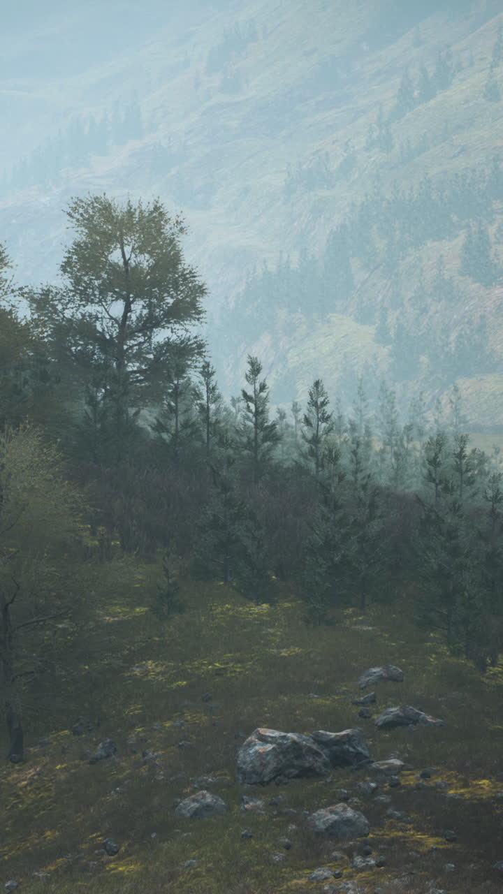 paisaje forestal de niebla