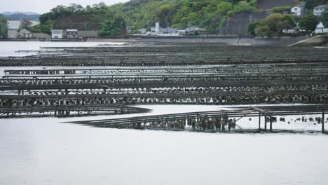 oyster farms on coastline of etajima, hiroshima prefecture, inland sea of japan