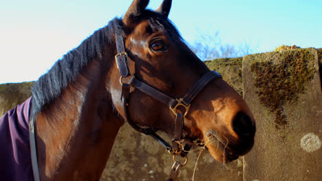 Primer-Plano-De-La-Cabeza-De-Caballo-