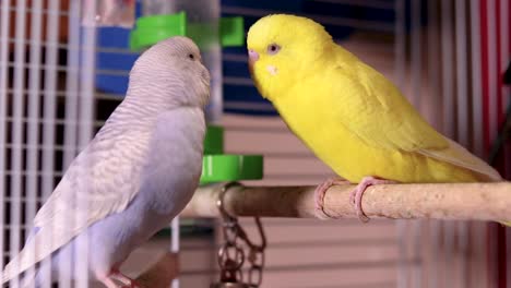 dos mejores amigos y la pareja de periquitos más lindos, azul claro y amarillo, disfrutan de la compañía del otro estando relajados, tranquilos y muy cerca el uno del otro