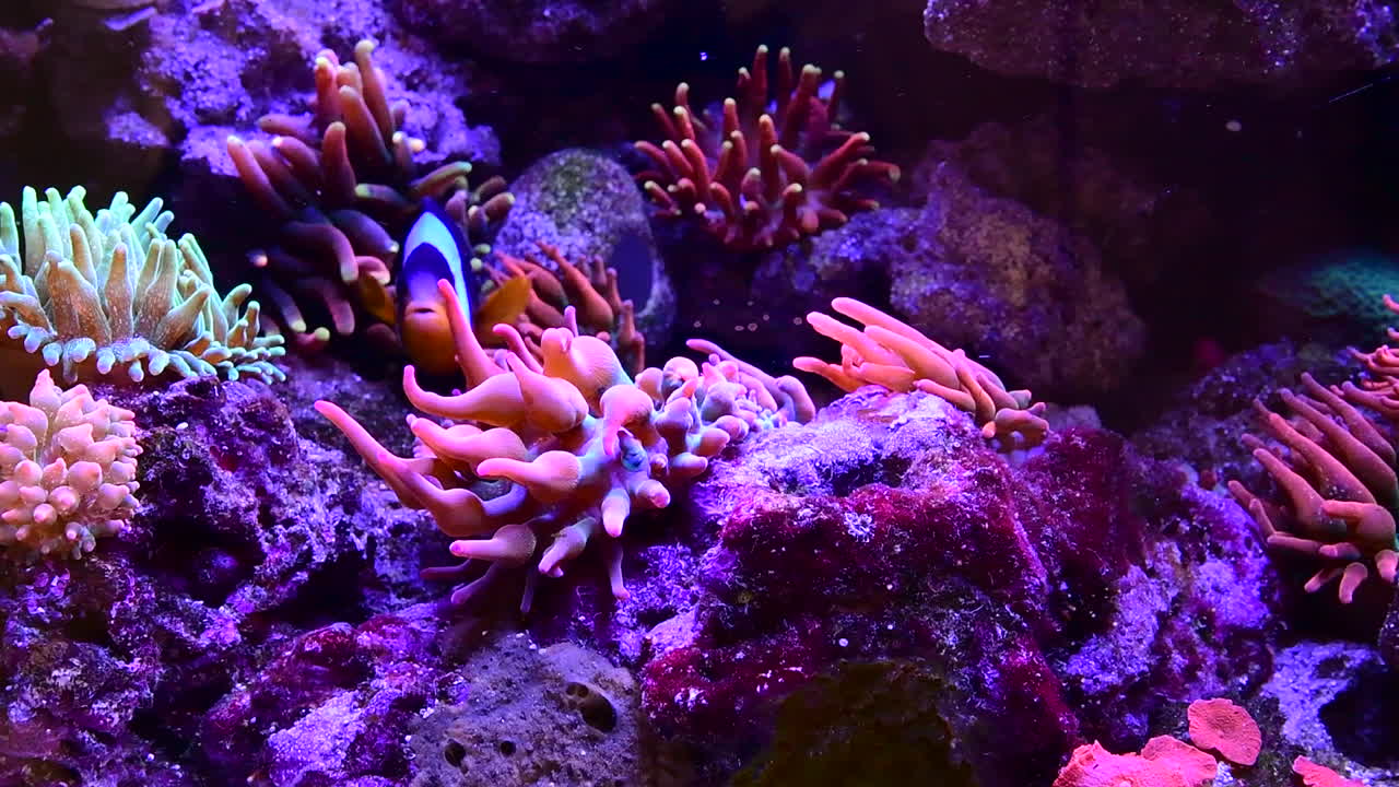 Vibrant Coral Reef Aquarium