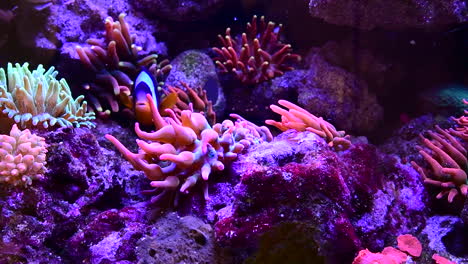 vibrant coral reef aquarium
