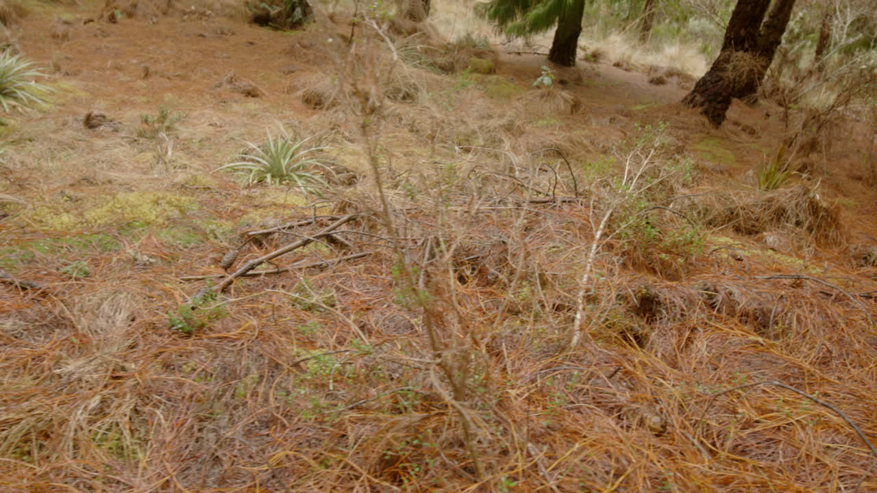 운무림과 식생, 솔잎 스테디캠
