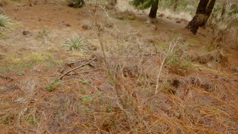 bosque nuboso y vegetación, cámara estable de agujas de pino