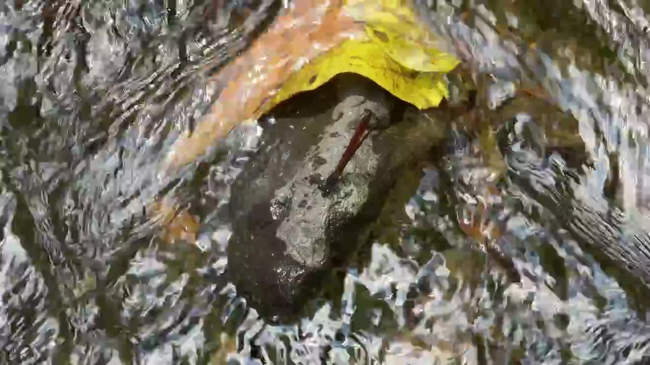 Red Dragonfly Resting on a Rock in a Flowing Stream
