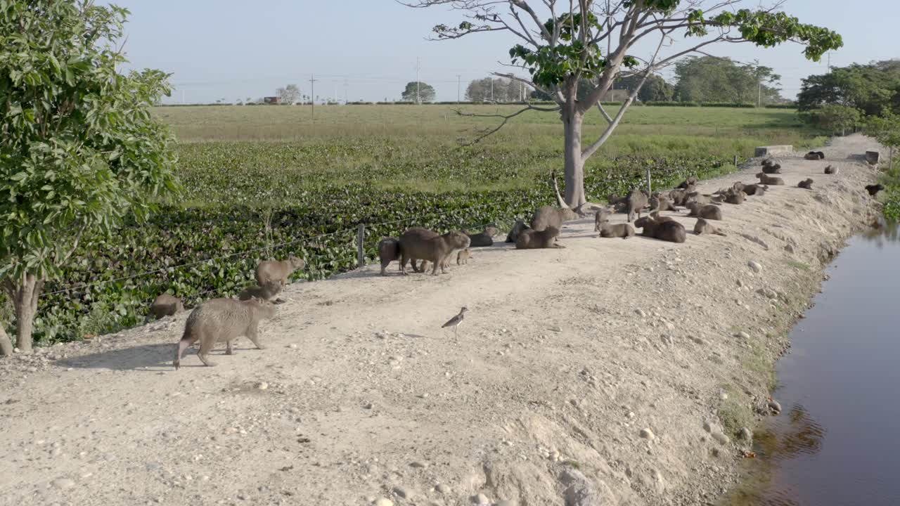 동물은 석호에서 휴식을 취합니다