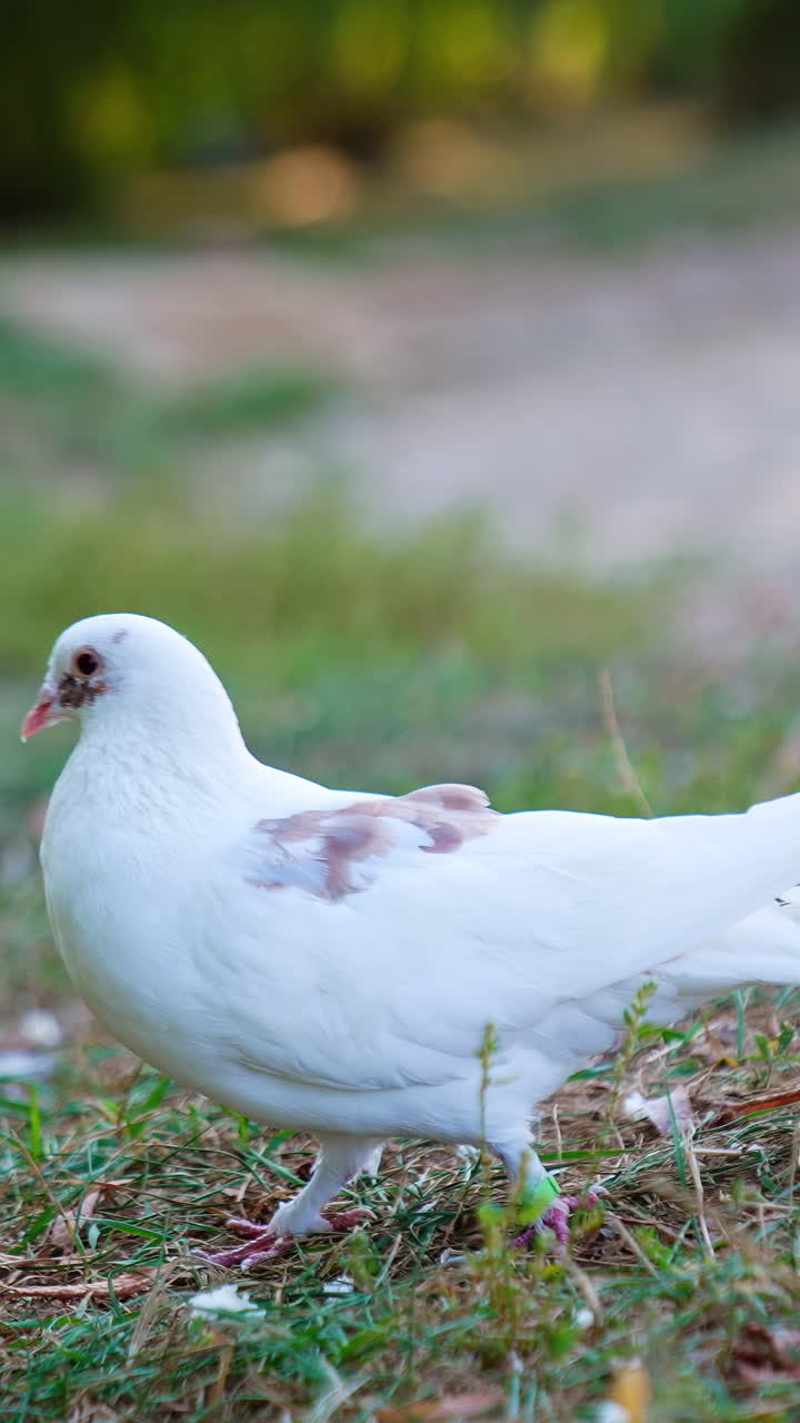 Wild birds walks outdoor in a park. Pigeon walking on a grass. Vertical video
