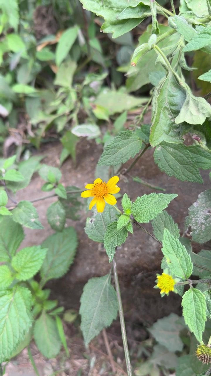 Small Yellow Wildflower Blooming in a Garden