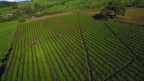A plantation of carrots, made of regular rows of green plants, aerial drone shot (rising pedestal movement) revealing the crop and the clear sky.