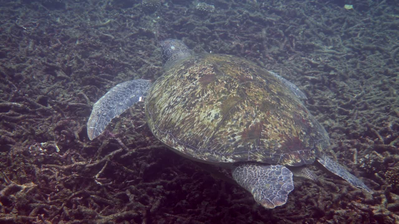 거대한 암, 은 큰 바다 거북이, 산호초 사이에 깊은 파란 바다에서 수영.