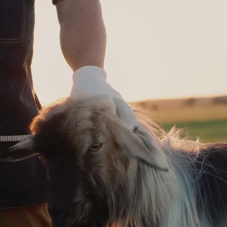 a farmer near a breeding goat