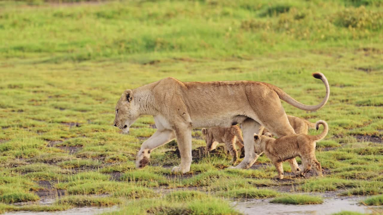 Funny Animals Shot of Lions and Cubs in Tanzania in Serengeti National Park in Africa, Pride of Lions Playing and Walking in Beautiful African Scenery Landscape, African Wildlife Animals Safari