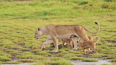funny animals shot of lions and cubs in tanzania in serengeti national park in africa, pride of lions playing and walking in beautiful african scenery landscape, african wildlife animals safari