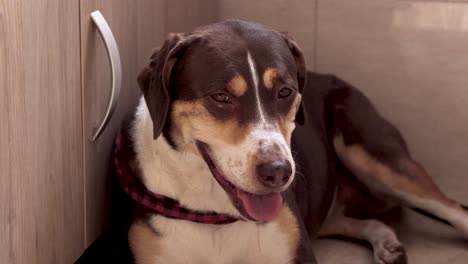 dog smiling and breathing fast looking straight ahead while resting