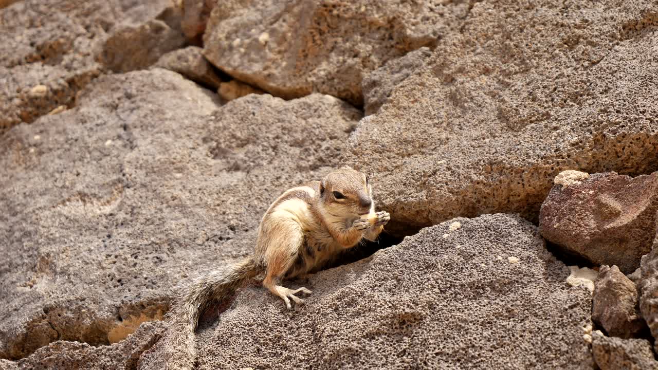 Slow motion: Simpatico scoiattolo di terra della Barberia che riposa su un muro e mangia un'arachide al sole - primo piano verticale