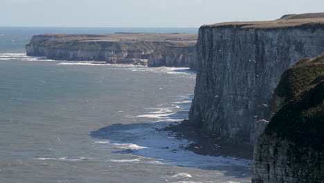 vista de la colonia de alcatraces de los acantilados de bempton en la costa de yorkshire del norte en inglaterra en cámara lenta