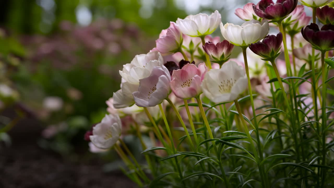 Lyserød-hvid anemone blomstrer i haven, filmisk makrooptagelse fanger pastelfarvede kronblade samlet over rig jord