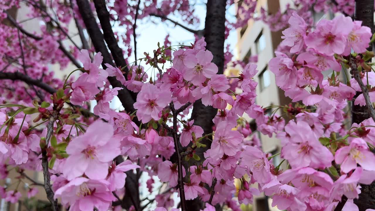 Pink cherry blossoms in full bloom in Tokyo, Japan, with soft natural light